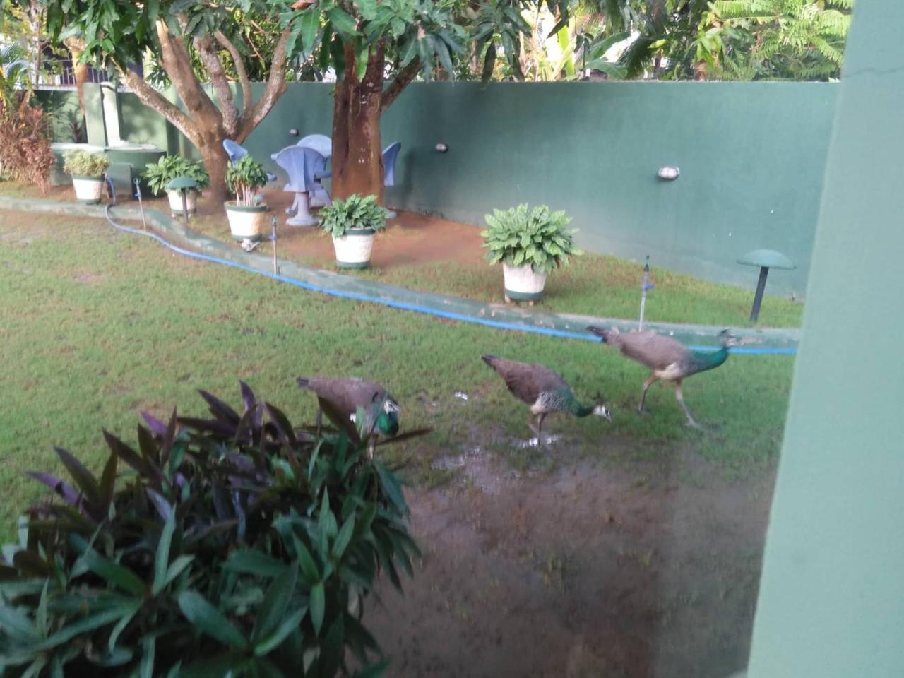 Shaa Lodge Tissamaharama Esterno foto