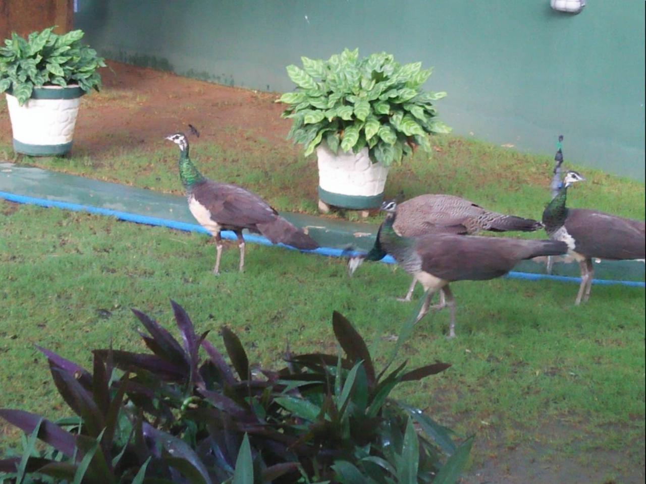 Shaa Lodge Tissamaharama Esterno foto
